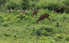 Kuruva Shoreline Wayanad